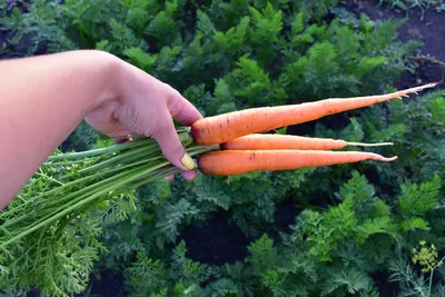 После каких культур в огороде можно сажать морковь и как приготовить грядку  с осени | Дача ягодки цветочки | Дзен