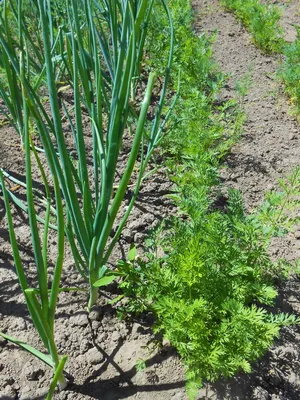 5 сортов моркови для посева под зиму: начнет спеть пучками на грядке уже  весной