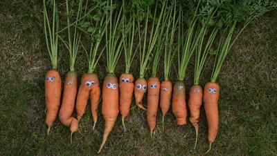 Посадка моркови весной: подготовка грядки, посев семенами