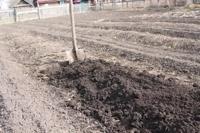 Как делать плодородную землю из песка: пошаговая инструкция | Дела  огородные (Огород.ru)
