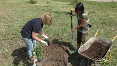 Как делать плодородную почву на участке из песка: пошаговая инструкция