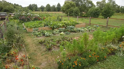 Планировка участка под посадку овощей | Посадка, уход, фото, как вырастить  и собрать урожай - «Блог Флориум.юа» 2024