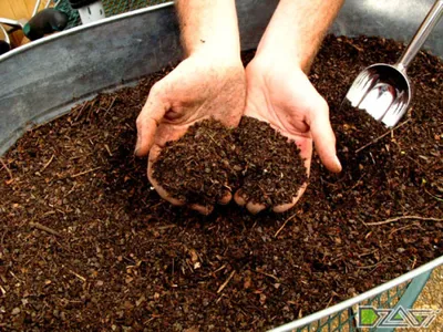 Знаете ли вы, как проверить и улучшить здоровье почвы в отдельно взятом  огороде?