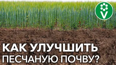 Удобрение для свеклы - чем подкормить землю | РБК Украина