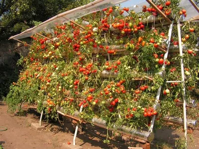 How to make trench beds for tomatoes in the open field - YouTube