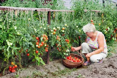 Капельный полив \"Синьор Помидор\" 100 м купить в Екатеринбурге