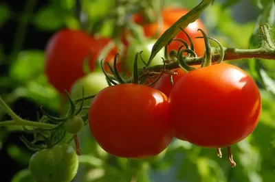 Проверено и рекомендуется - помидоры в грядках-коробах - Good Harvest |  Семена | Удобрения | Средства защиты растений