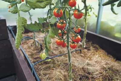Как подготовить грядку под помидоры к следующему сезону: делать это нужно  уже сейчас | magilev.by
