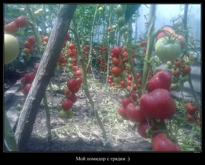 3 причины соблюдать расстояние при посадке помидор. Рекомендации по  правильному расположению томатов в теплицах и на открытых грядках |  AgroMarket интернет магазин семян