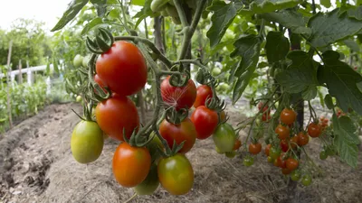 ВЫСАЖИВАЕМ ПОМИДОРКИ 🍅 Как это делаем мы... Сперва перекапываем грядку под  помидоры с перепревший навозом за месяц до посадки. В день… | Instagram