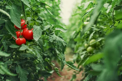 На каком расстоянии сажать помидоры в теплице и открытом грунте (схемы) |  На грядке (Огород.ru)