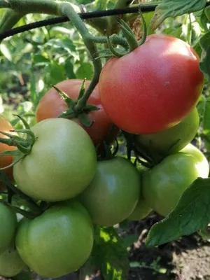 Как подготовить грядку для помидоров осенью: секрет мудрых дачников
