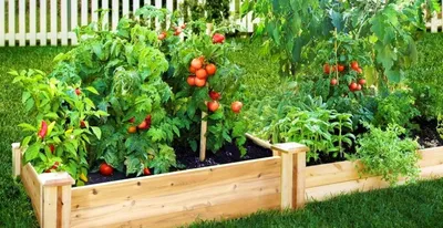 Беспроблемный способ выращивания томатов без грядок. Почему стоит посадить  помидоры в вёдра и мешки - Рамблер/новости