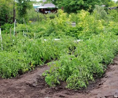 Дорожки между грядками: из каких ненужных вещей их можно сделать - Росгрядка