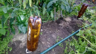 How to make a fence for rows of bottles of the Border for flower beds  improvised - YouTube