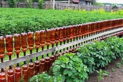 Для чего нужны бутылки с водой на грядках