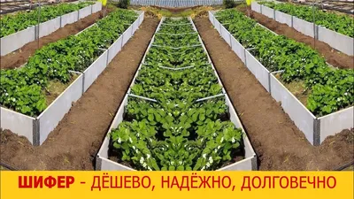 Грядки из шифера своими руками фото фото