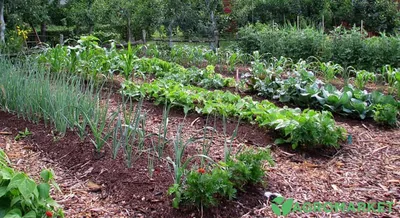Создаем высокие грядки своими руками: советы и инструкции - полезные статьи  о садоводстве от Agro-Market24