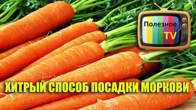 ХИТРЫЙ СПОСОБ ПОСАДКИ МОРКОВИ. ПОСАДКА МОРКОВИ ВЕСНОЙ - YouTube