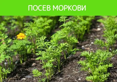 BB.lv: Как правильно снимать с грядки морковь