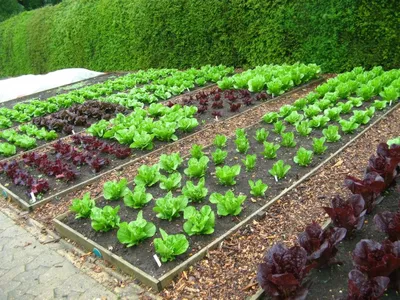 Как сделать красивые грядки на даче – новости компании FINGARDEN