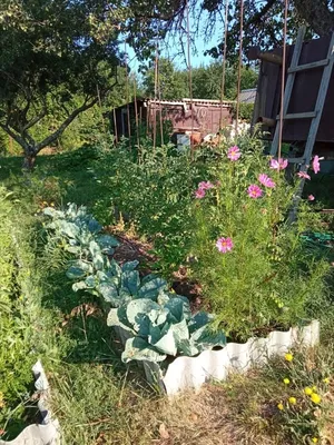 Как красиво распределить грядки на огороде. 10 фото примеров | Идеи для  садового дизайна, Органическое садоводство, Советы по органическому  садоводству