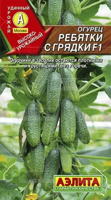 В теплице стоят две грядки с огурцами: одна обычная, другая \"тёплая\". Не  ожидал, что будет такая разница в росте | Стеклянная сказка | Дзен