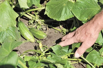 Схемы посадки огурцов: 4 причины, почему стоит их соблюдать | AgroMarket  интернет магазин семян