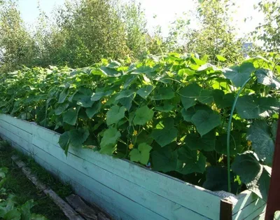 Как подготовить теплую грядку для огурцов - Agro-market