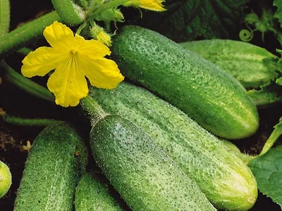 Соседка рассказала, зачем выращивает кукурузу на дачных грядках. Теперь  делаю так же!