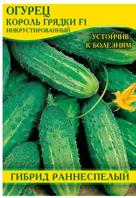Огурцы на грядке. Как продлить урожайность до поздней осени и защитить от  болезней — ПРАЦА