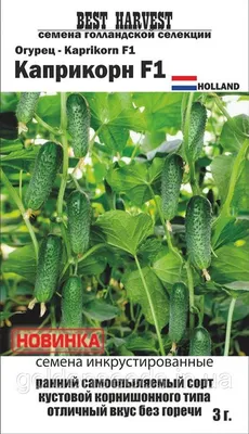 ✓ Семена Огурец Король грядки F1, 0,3г, Гавриш, Русский вкус по цене 36  руб. ◈ Большой выбор ◈ Купить по всей России ✓ Интернет-магазин Гавриш ☎  8-495-902-77-18