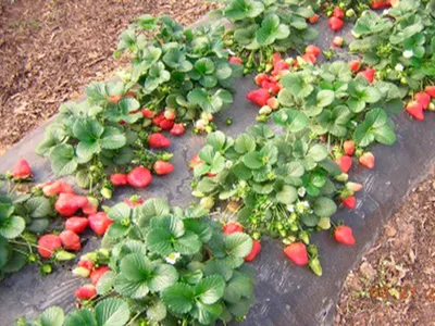 Многоуровневая грядка для клубники: 8 фото идей для вашего огорода |  Клумбы, Органическое садоводство, Выращивать клубнику