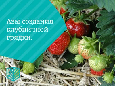 Мульчируем клубнику🍓👍#клубника #газон #грядки #короба #мульча #полез... |  TikTok