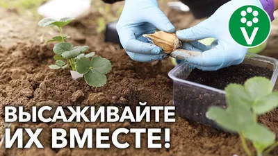 Вертикальная грядка BOXSAND для клубники 60х60 см в интернет-магазине  VALLES.RU