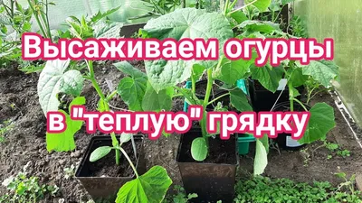 Продам домашние огурцы, только сорваны с грядки, 300тг за 1кг. Все вопросы  по телефону… | Instagram