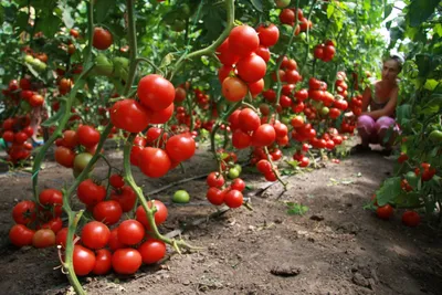 Чем подкормить помидоры, как правильно сделать грядки под томаты, как  посадить помидоры, как поливать томаты май-июнь 2022 года - 28 мая 2022 -  НГС