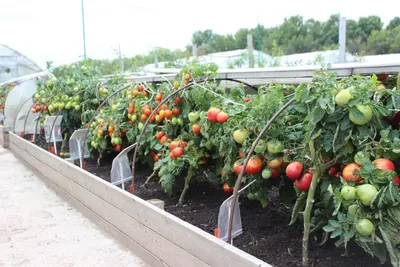 Грядка-короб для томатов: как сделать и какие сорта помидоров посадить |  Огород, Выращивание томатов, Выращивание помидоров