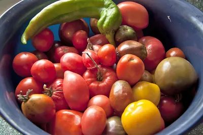 От чего зависит урожай помидоров?