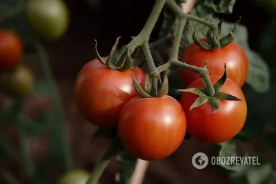 Как правильно поливать помидоры?