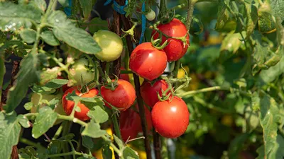200 кг томатов с одной грядки! Создаем условия для рекордного урожая |  Огород | Дача | Аргументы и Факты