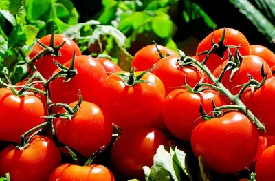 Рассада помидоров – выращиваем по всем правилам | На грядке (Огород.ru)