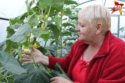 Plant Tomatoes Deep Or Sideways- The Secret To Your Best Harvest Ever |  Томатные грядки, Выращивание помидоров, Растения