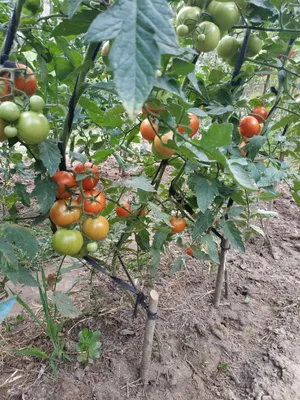 Лучшая почва для томатов. Как сделать грядки плодородными | Виктория  Радзевская - Дачные секреты | Дзен