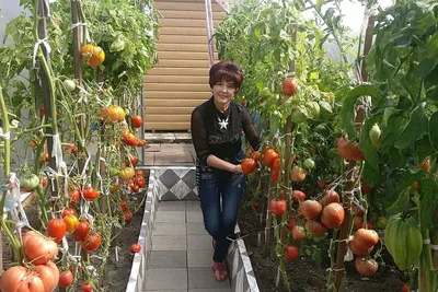 Огородница из Минусинска выращивает томаты-рекордсмены - Российская газета