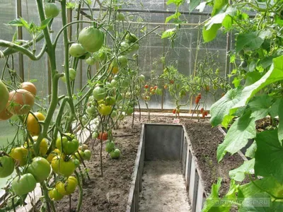 How to make trench beds for tomatoes in the open field - YouTube