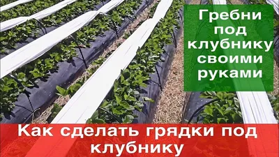 Чем посыпать грядки с клубникой, чтобы соседи обзавидовались урожаю | VOICE  | Дзен