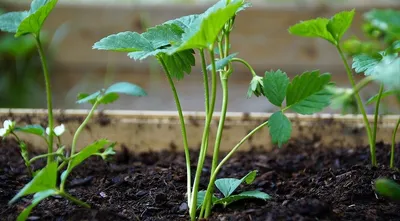 Подготавливаем клубнику к зиме: 5 условий для безопасной зимовки растений |  AgroMarket интернет магазин семян