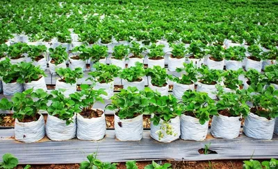 Подготовка грядки для посадки клубники - условия выращивания клубники,  особенности подготовки грядки, как сажать