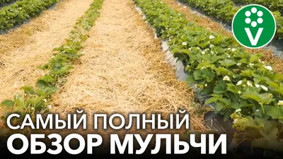 Подготовка клубники к зиме: секреты сохранения урожая - полезные статьи о  садоводстве от Agro-Market24